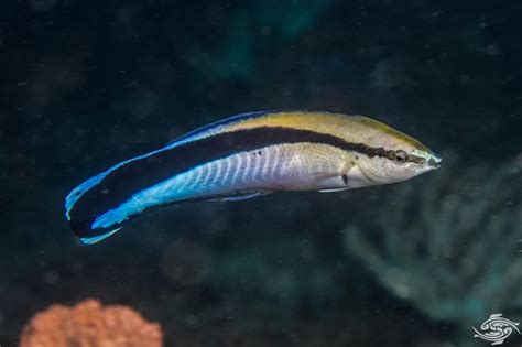 Cleaner Wrasse Facts And Photogarphs Seaunseen
