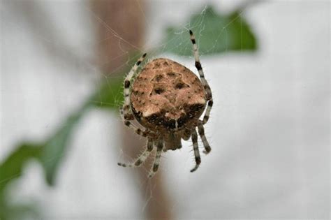 Yes eating a venoumous spider can kill a cat. Cat-Faced Spider: Facts, Identification, & Pictures