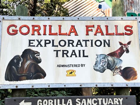 Gorilla Falls Exploration Trail Guide Everything You Need To Know
