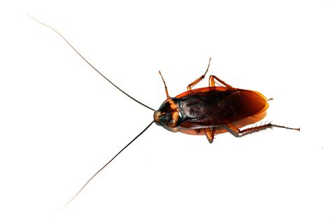 The Most Common Types Of Cockroaches That Will Lurk Into Your Home 2022