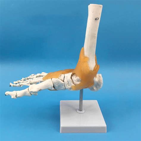 Buy Human Foot Ankle Joint Model Foot Skeleton Model With Ligament Foot