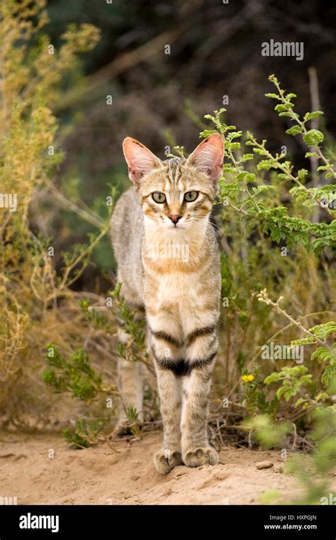 African Wildcat Falbkatze Felis Lybica African Wildly Cat