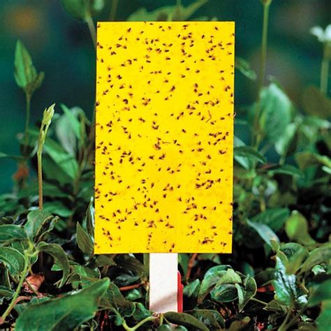 Aphid Control Do Yellow Sticky Traps Work