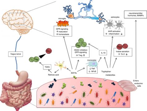 Impacts Of Microbiome Metabolites On Immune Regulation And Autoimmunity