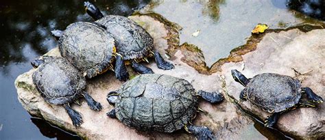 We did not find results for: 8 Mitos Memelihara Kura-kura yang Harus Kamu Ketahui ...