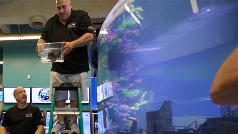 Imaginarium Appears On Animal Planet Tv Show Tanked