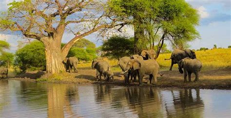 1 Day Tarangire National Park Safari Pamoja Tours And Travel