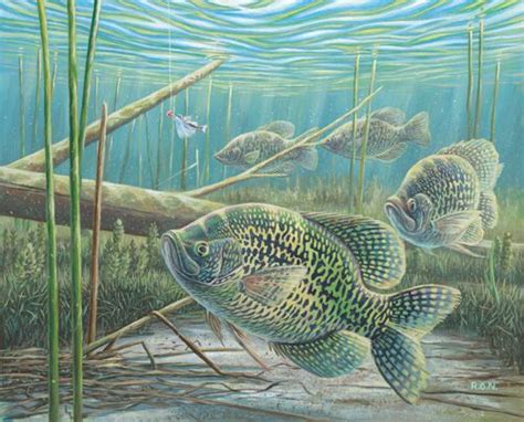 Crappie Fish Drawings Fish Artwork Fish Art