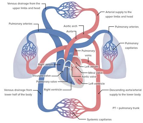 Pulmonary Hypertension Concise Medical Knowledge