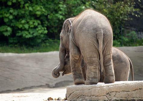 Maybe you would like to learn more about one of these? Tropical rainforest biome plants and animals | geography4u ...
