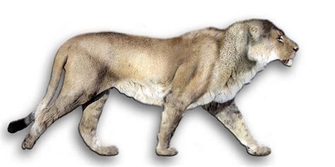 European Eurasian Cave Lion