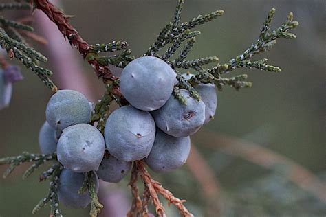 12 Science Backed Health Benefits Of Juniper Berries How To Ripe