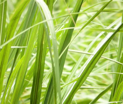 Free Photo Long Grass Background Abstract Nature Vibrant Free