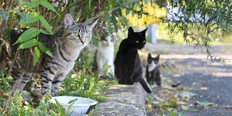 An estimated sixty million feral cats live in the united states today. Stray Vs. Feral Cats | save a rescue