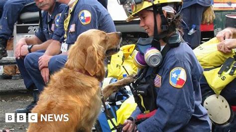 Last Known 911 Rescue Dog Bretagne Dies Aged 16 Bbc News