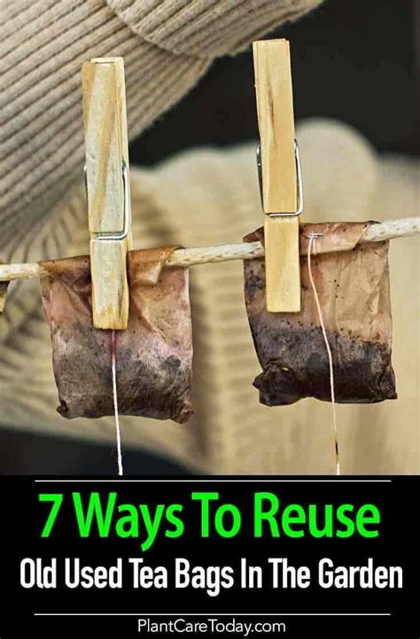 The calcium from eggshells is also welcome in garden soil, where it moderates soil acidity while providing nutrients for plants. Can You Reuse Tea Bags In The Garden 7 Ways #3 Brilliant ...