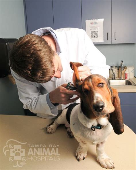 5 Facts About Ear Inflammation And Infection In Dogs Tampa Florida