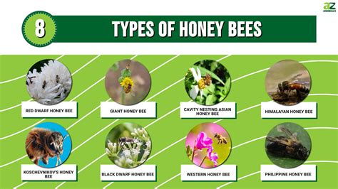 8 Types Of Honey Bees And How To Identify Each A Z Animals