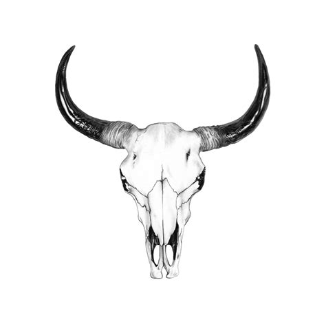 Bull Skull Drawing By John Gordon Art John Gordon