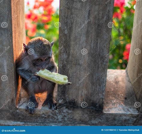 An Young Little Macaque Monkey Eats Banana Cute Monkeys Stock Photo