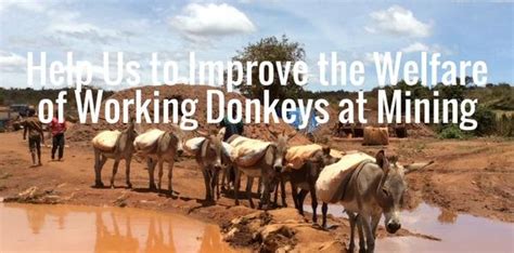 Help Poor Working Donkeys At Local Gold Mines Globalgiving