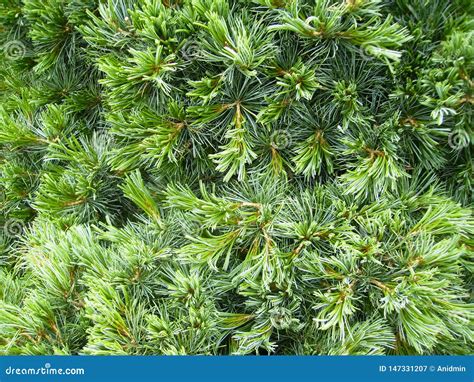 Evergreen Fir Spruce Needle Closeup Background Stock Image Image