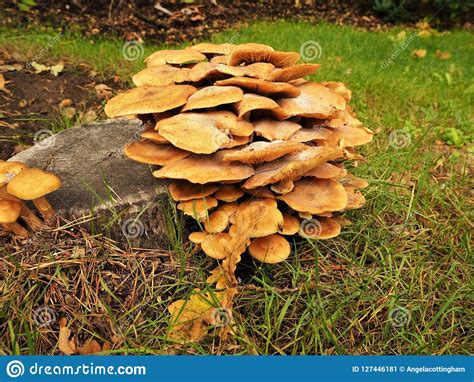 Mushrooms Growing On An Old Tree Stump Stock Image Image Of Nature