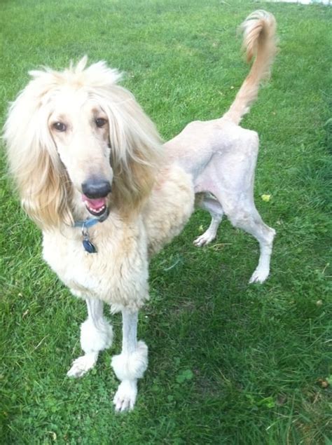 afghan hound info temperament mixes training puppies pictures