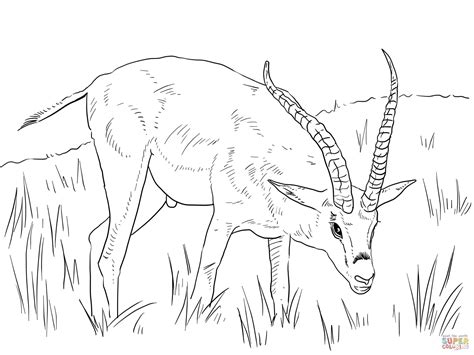 African Animals Coloring Pages At Free Printable