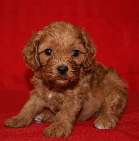 A cavapoo is a cross between the cavalier king charles spaniel and poodle dog breeds. Wanted - Male Ruby or Cream Cavapoo Pup | Loughborough ...
