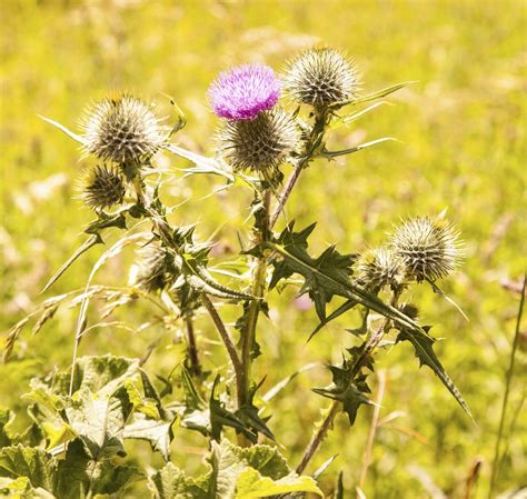Scotch Thistle Information How To Control Scotch Thistle In Lawns And
