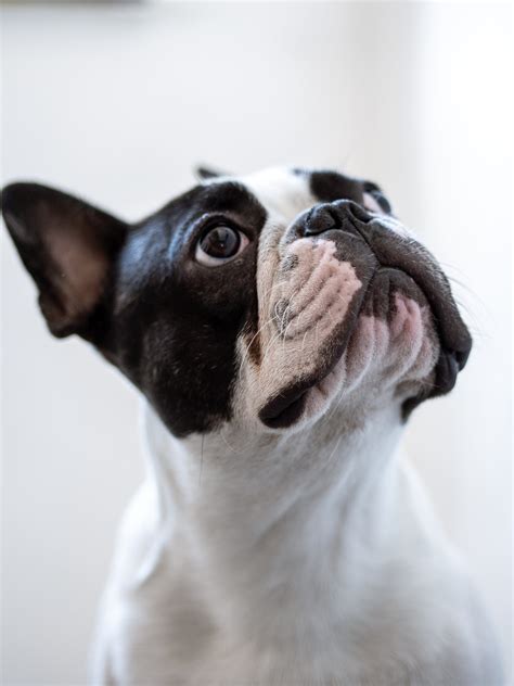 French Bulldog Ear Infection Causes And Remedies Frenchie World Shop