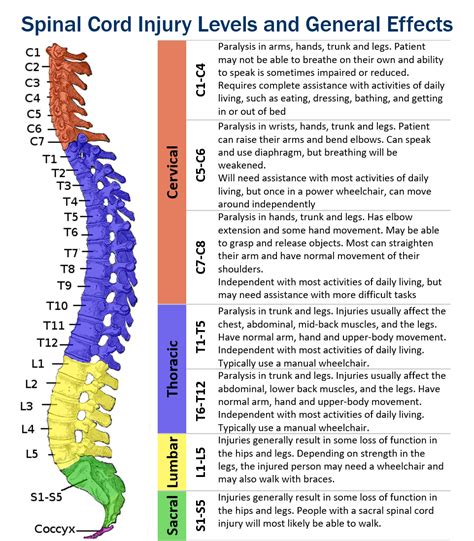 Cervical Spinal Cord Injury Causes Doctorpedia Hot Sex Picture