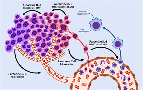 frontiers il 8 and its role as a potential biomarker of resistance to anti angiogenic agents
