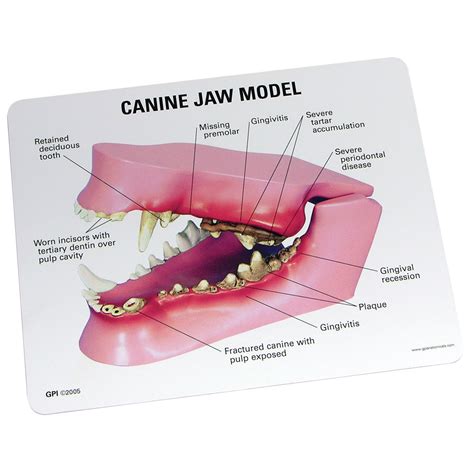 Yysdh Canine Dental Model Animal Body Anatomy Replica Of Dog Jaw Common