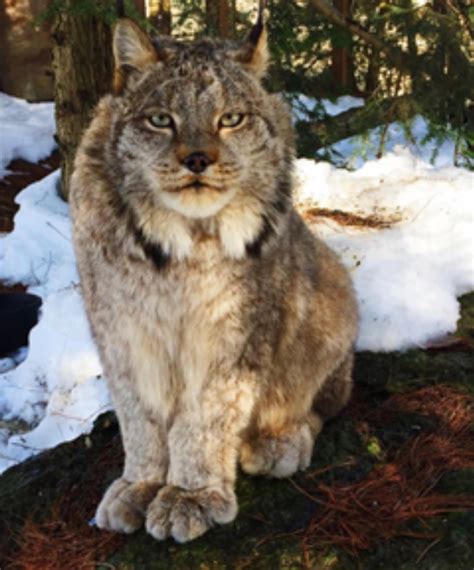 Where can we take you today? Lehigh Valley Zoo loses oldest captive lynx on record in U.S. | lehighvalleylive.com