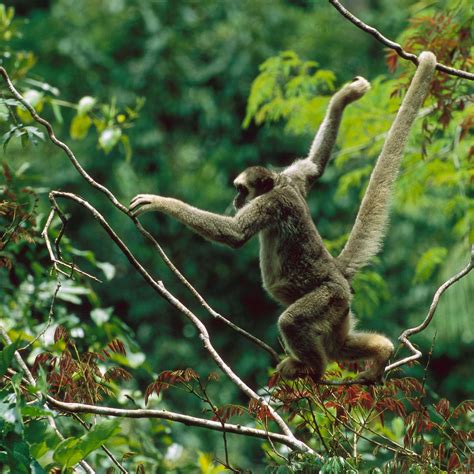 What Do Spider Monkeys Eat In The Amazon Rainforest Pet Food Guide