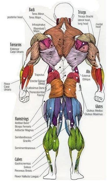 Muscles are covered by a thicker layer of subcutaneous tissue the accompanying muscle diagram further reveals where the muscles are positioned in this pose. Majro-Muscle-of-the-Human-Body-Posterior.jpg (376×640 ...