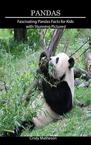 Pandas Fascinating Pandas Facts For Kids With Stunning Pictures By