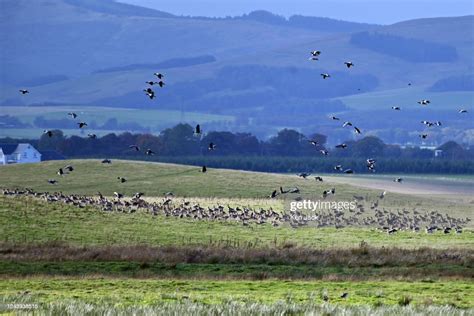 Pink Footed Geese At Rspb Loch Leven Nature Reserve With Autumn Bird