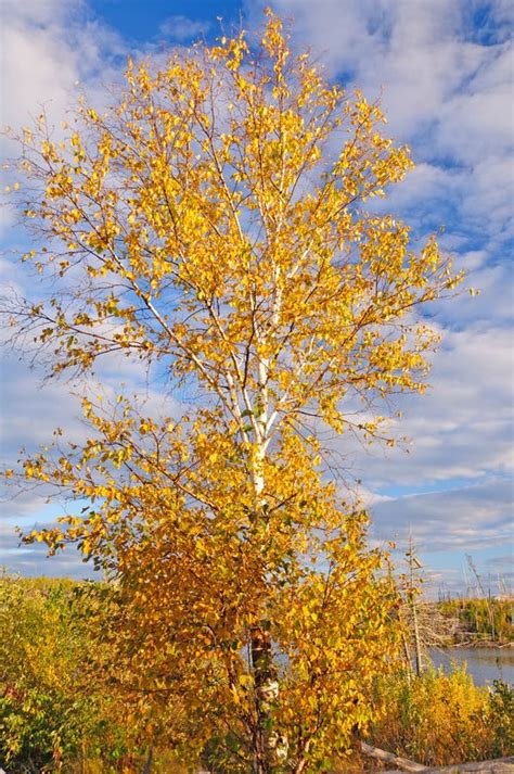 Birch Tree In Fall Colors Against A Blue Sky Stock Image Image Of