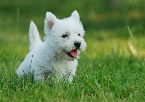 50 Cutest Dog Breeds As Puppies Readers Digest