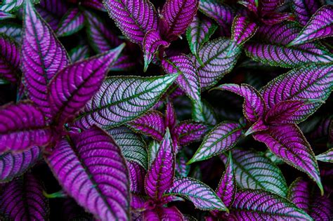 royal purple plant dsc 5750 tqe mark walter flickr
