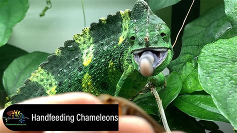 Hand Feeding Chameleons Youtube