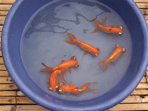 Imported Chinese Goldfish At Hydrosphere The Pond Experts Goldfish