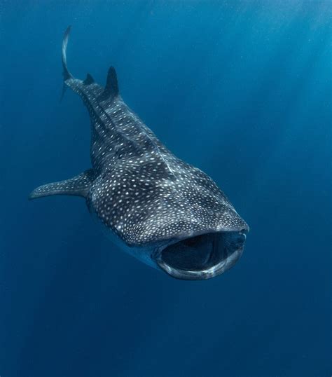 Divers Rescue A Whale Shark That Had Been Suffering For Years