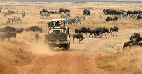 5 Best Safari Parks To Visit In Tanzania Safari Park Tanzania Safari