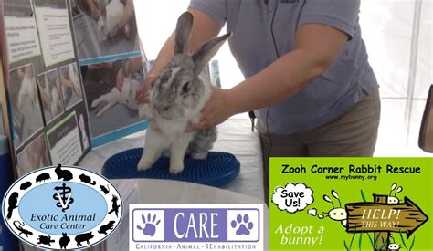 Elderly And Disabled Rabbits 3 Care Core Exercise Demo Youtube