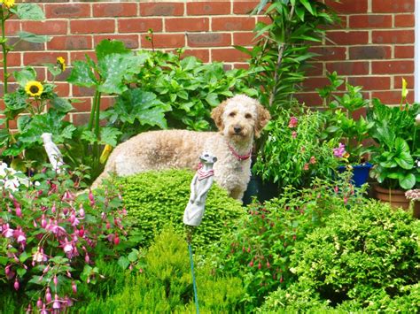 Top 5 Sturdy Garden Plants For Dog Owners Dengarden