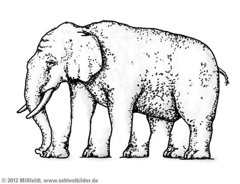 Elefant Mit Fünf Beinen Optical Illusions Pictures Optical Illusions